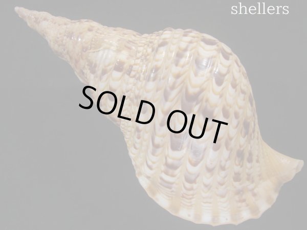画像2: 法螺貝 33.5cm 約590g (2)