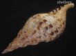 画像3: 法螺貝　33.5ｃｍ　約590ｇ (3)