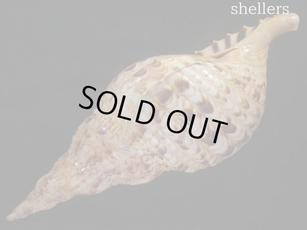 画像3: 法螺貝 33.5cm 約590g (3)