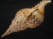 画像3: 法螺貝　約1,180ｇ　40.5ｃｍ　特大　半洗い (3)