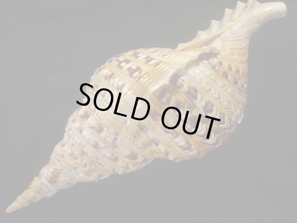 画像3: 法螺貝　約1,180ｇ　40.5ｃｍ　特大　半洗い (3)