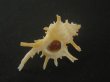 画像1: ブチェティガンゼキボラ(Chicoreus boucheti) 大　美品 (1)