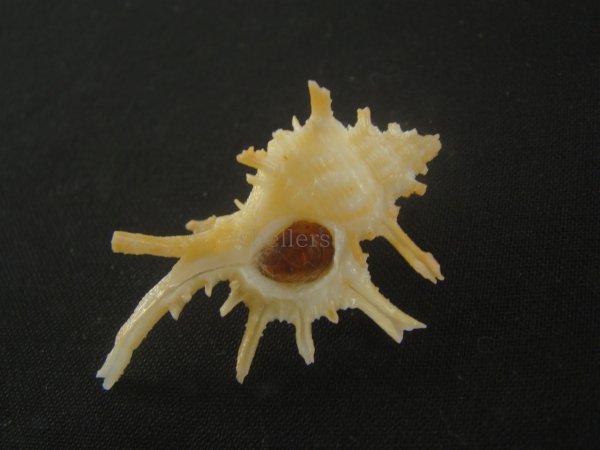 画像1: ブチェティガンゼキボラ(Chicoreus boucheti) 大　美品 (1)