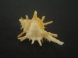 画像2: ブチェティガンゼキボラ(Chicoreus boucheti) 大　美品 (2)