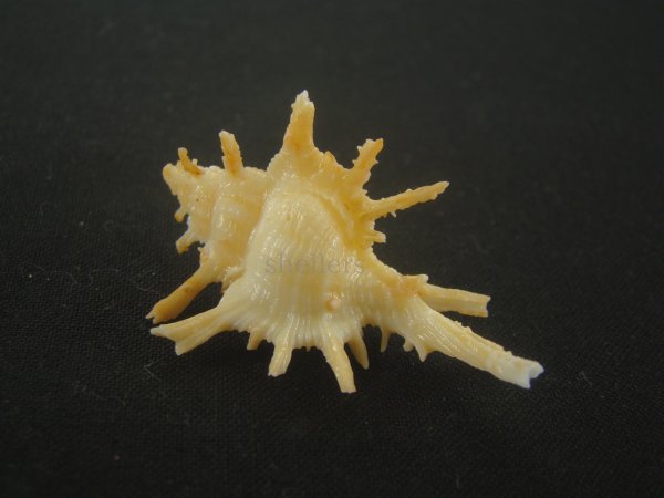 画像2: ブチェティガンゼキボラ(Chicoreus boucheti) 大　美品 (2)