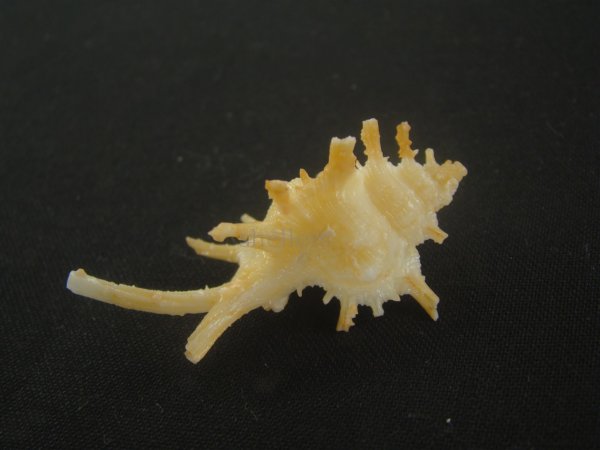 画像3: ブチェティガンゼキボラ(Chicoreus boucheti) 大　美品 (3)