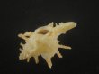 画像4: ブチェティガンゼキボラ(Chicoreus boucheti) 大　美品 (4)