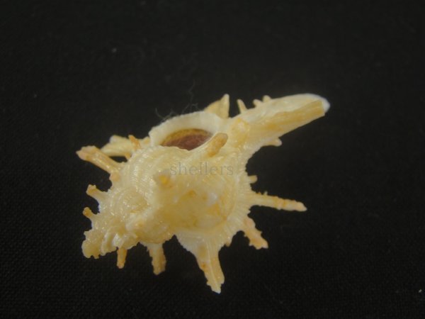 画像4: ブチェティガンゼキボラ(Chicoreus boucheti) 大　美品 (4)