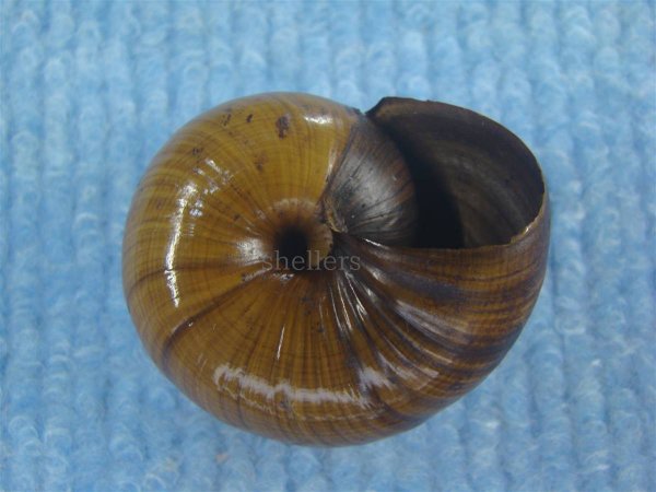 画像3: パリファンタの仲間(Paryphanta lignaria unicolorata) (3)