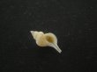 画像1: アオモリヤエバツノオリイレ(Boreotrophon pacificus aomoriensis) 美品 (1)
