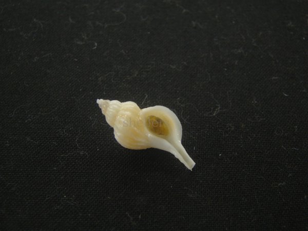 画像1: アオモリヤエバツノオリイレ(Boreotrophon pacificus aomoriensis) 美品 (1)