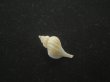 画像2: アオモリヤエバツノオリイレ(Boreotrophon pacificus aomoriensis) 美品 (2)