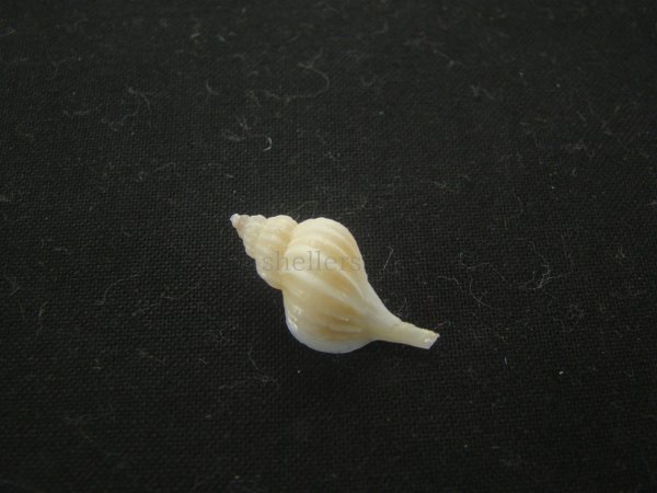 画像2: アオモリヤエバツノオリイレ(Boreotrophon pacificus aomoriensis) 美品 (2)