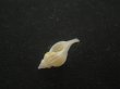 画像3: アオモリヤエバツノオリイレ(Boreotrophon pacificus aomoriensis) 美品 (3)