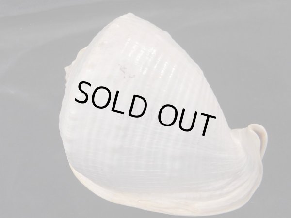 画像2: ジョオウトウカムリ 特美品 (2)