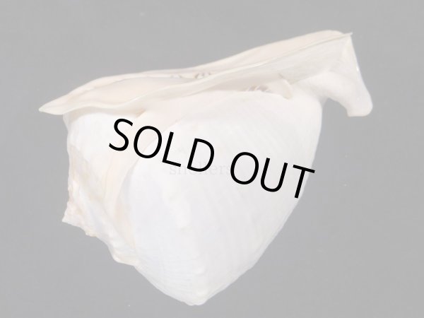 画像3: ジョオウトウカムリ 特美品 (3)