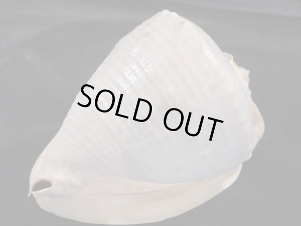 画像4: ジョオウトウカムリ 特美品 (4)