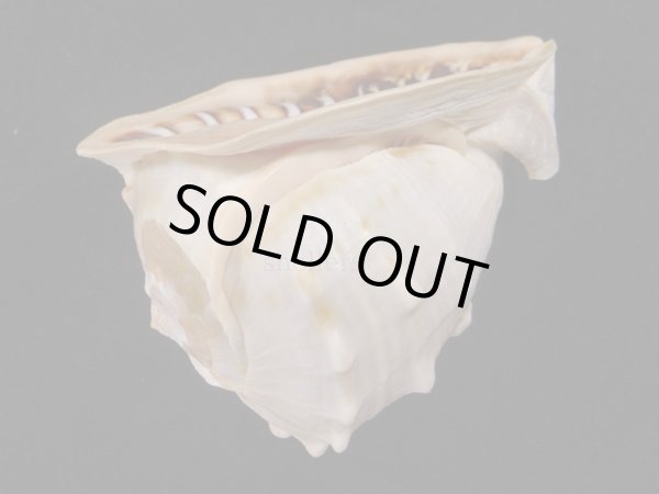 画像3: クチグロトウカムリ 美品 (3)