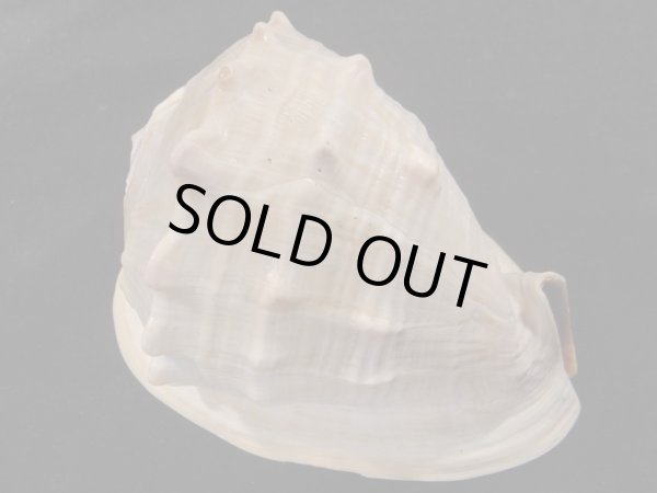 画像2: クチグロトウカムリ 美品 (2)