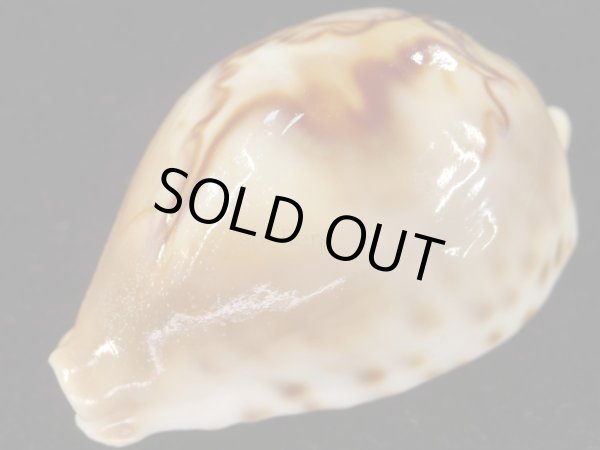 画像3: オトヒメリュウグウダカラ 生貝採集品 美品 (3)