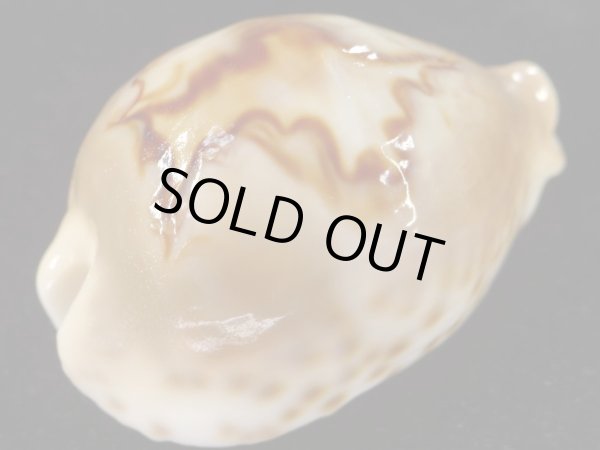 画像4: オトヒメリュウグウダカラ 生貝採集品 美品 (4)