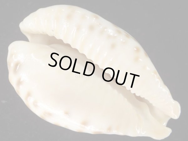 画像6: オトヒメリュウグウダカラ 生貝採集品 美品 (6)