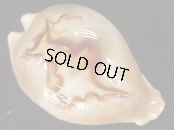 画像5: オトヒメリュウグウダカラ 生貝採集品 美品 (5)