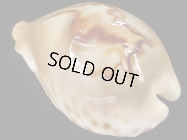 画像2: オトヒメリュウグウダカラ 生貝採集品 美品 (2)