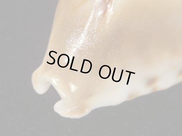 画像7: オトヒメリュウグウダカラ 生貝採集品 美品 (7)