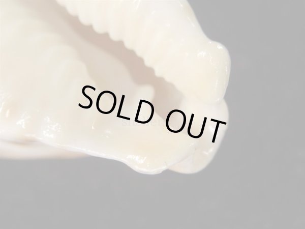 画像8: オトヒメリュウグウダカラ 生貝採集品 美品 (8)