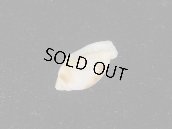 画像3: ヴェルコウラシマ　美品 (3)