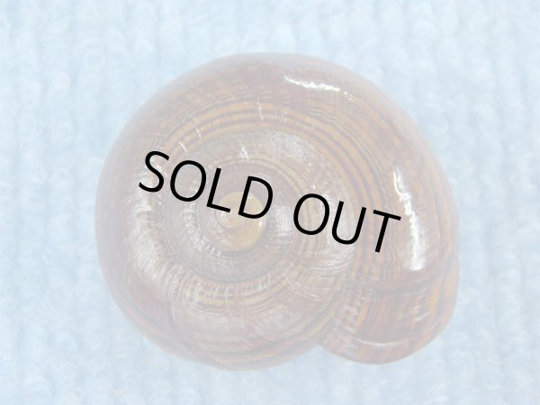 画像2: パリファンタの仲間(Paryphanta traversi otakia) 特美品 (2)