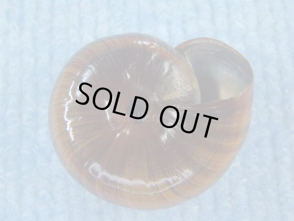 画像3: パリファンタの仲間(Paryphanta traversi otakia) 特美品 (3)