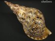 画像2: 法螺貝　34ｃｍ　約440ｇ (2)