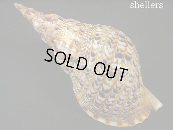 画像2: 法螺貝　34ｃｍ　約440ｇ (2)