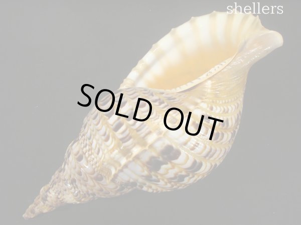 画像3: 法螺貝　34ｃｍ　約440ｇ (3)