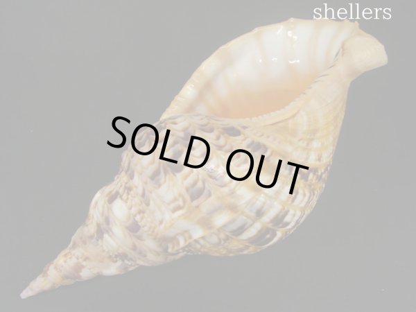 画像3: 法螺貝　32.5ｃｍ　約590ｇ (3)