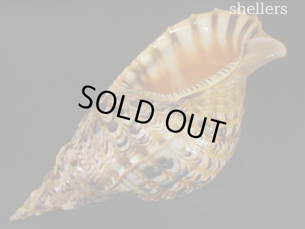 画像3: 法螺貝　34ｃｍ　約545ｇ (3)