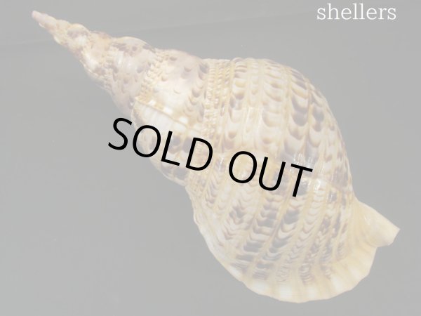 画像2: 法螺貝　34.5ｃｍ　約535ｇ (2)