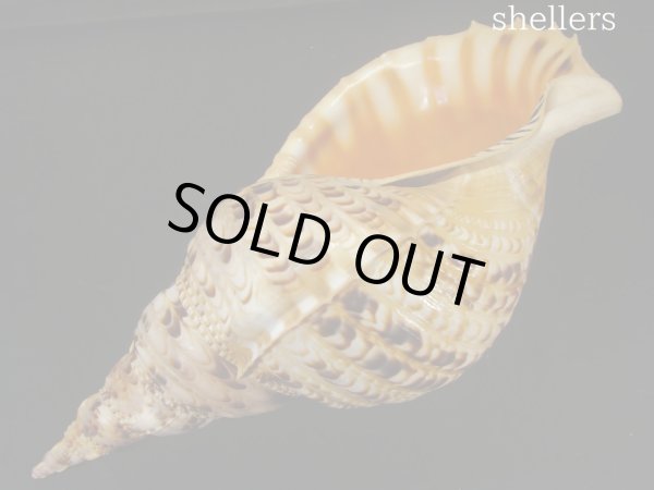 画像3: 法螺貝　34.5ｃｍ　約535ｇ (3)