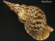画像2: 法螺貝　37ｃｍ　約880ｇ (2)