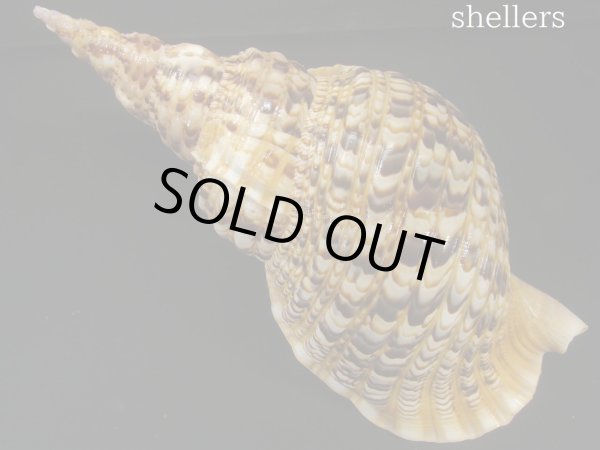 画像2: 法螺貝　37ｃｍ　約880ｇ (2)