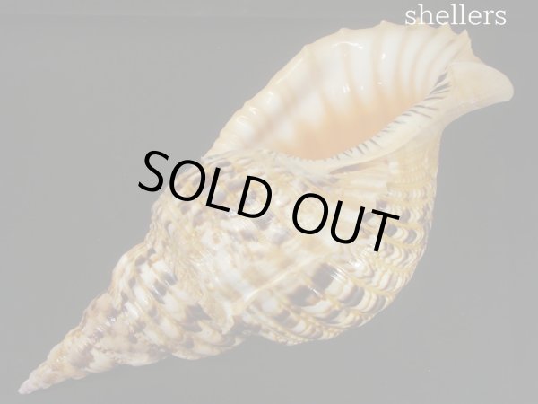 画像3: 法螺貝　37ｃｍ　約880ｇ (3)