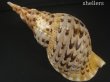 画像2: 法螺貝　37ｃｍ　約785ｇ (2)
