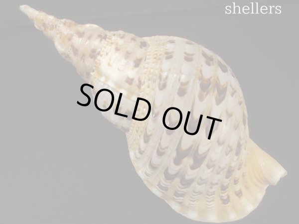 画像2: 法螺貝　37ｃｍ　約785ｇ (2)