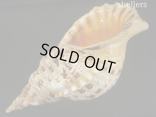 画像3: 法螺貝　37ｃｍ　約785ｇ (3)