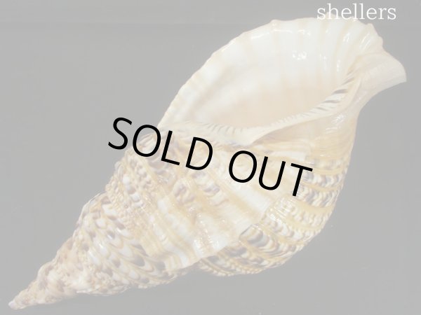 画像3: 法螺貝　40.5ｃｍ　約1145ｇ (3)