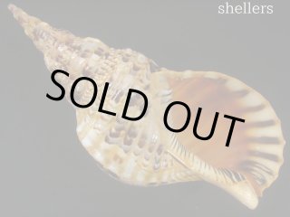 法螺貝37.3cm(直線) 法螺貝 37cm 約880g - Kaiショップ