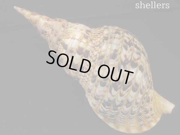 画像2: 法螺貝　37ｃｍ　約690ｇ (2)