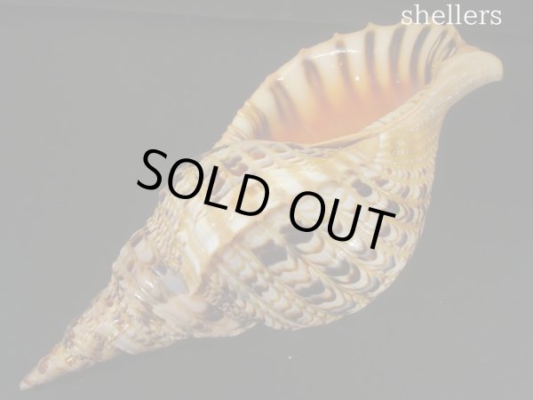 画像3: 法螺貝　37ｃｍ　約690ｇ (3)